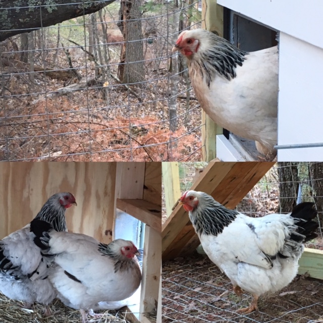 The newest ladies of Moon Lake!